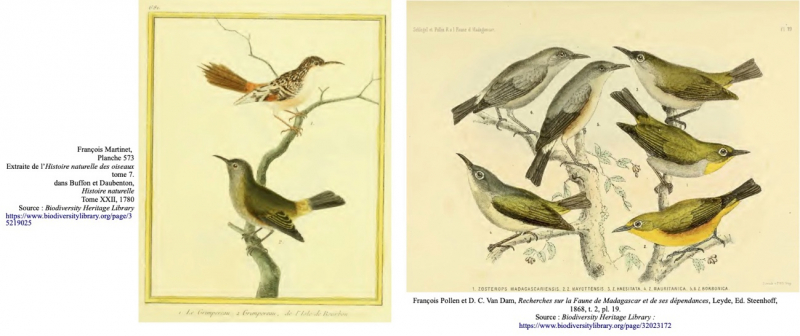 Fig. 10 : L’Oiseau vert (ou grimpereau) vu par François Martinet dans l’Histoire naturelle de Buffon et par François Pollen dans son ouvrage Recherches sur la Faune de Madagascar et de ses dépendances