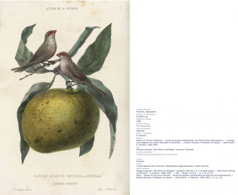 Fig. 3 : Le Bec-Rose et la Mangue auguste vus dans l’Album de Roussin