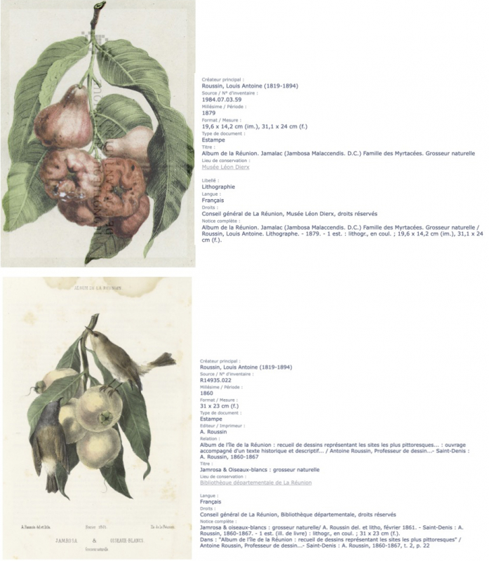 Fig. 8 : Le Jamalac et le Jamrosa vus dans l’Album de Roussin